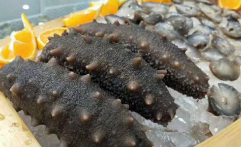 如何對(duì)進(jìn)行海參室內(nèi)控溫養(yǎng)殖