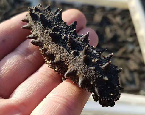 長(zhǎng)島野生海參!好水養(yǎng)好參!