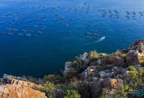 長島大欽島海參