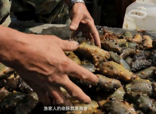 秋冬季，砣磯島海參捕撈好時機(jī)