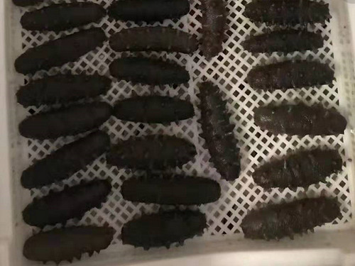 長島野生海參砣磯島海參